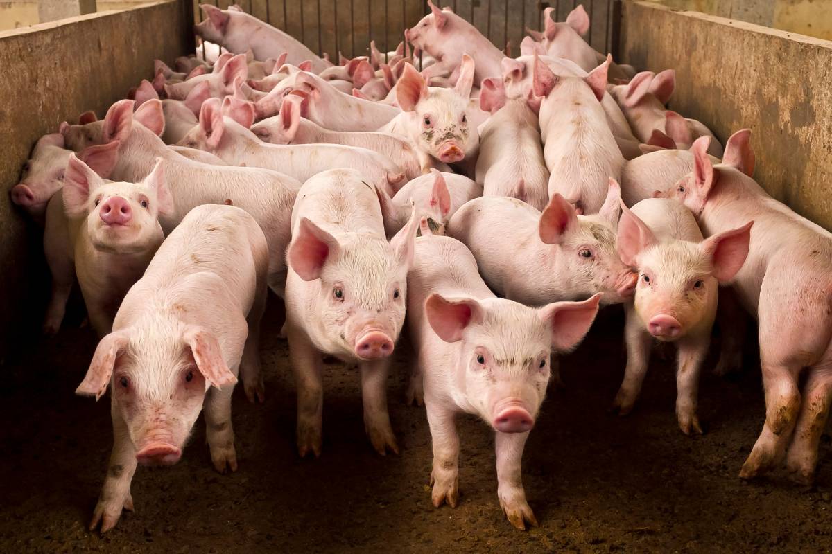 Sonhar com Porco é bom ou não? O que significa?