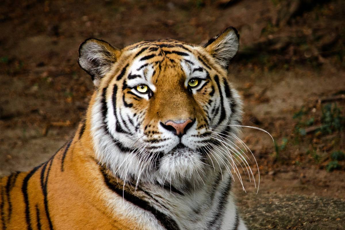 O que quer dizer sonhar com Tigre? Confira os significados