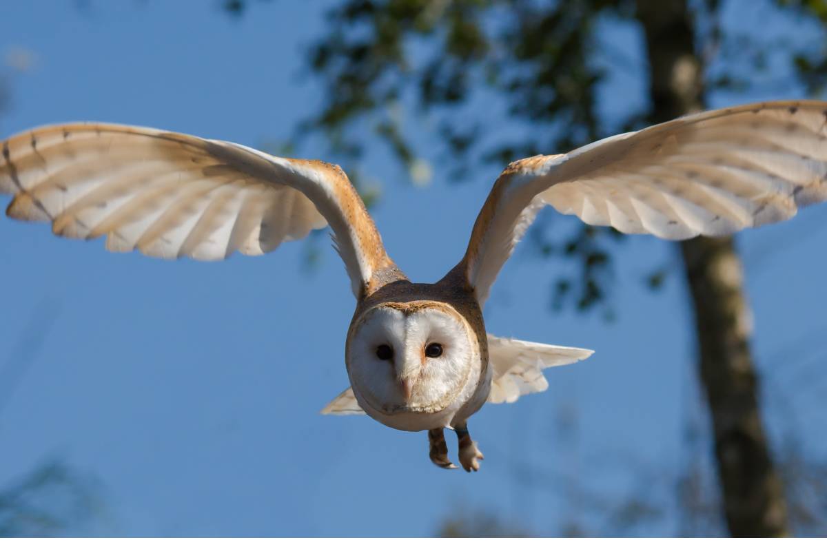 Sonhar com coruja – entenda tudo sobre o seu significado