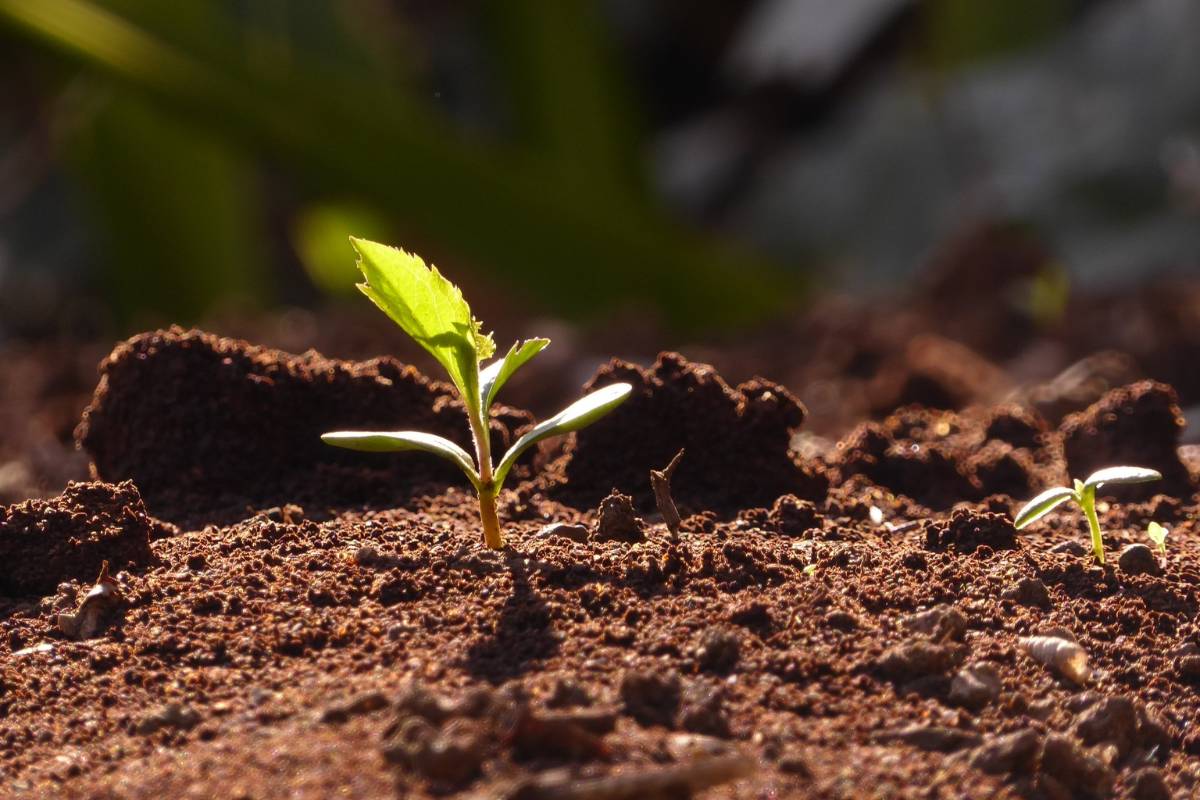 Sonhar com terra - O que significa? Entenda tudo sobre ela!