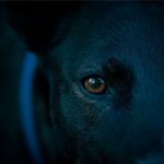 Sonhar com cachorro preto – O que quer dizer? Todos os significados