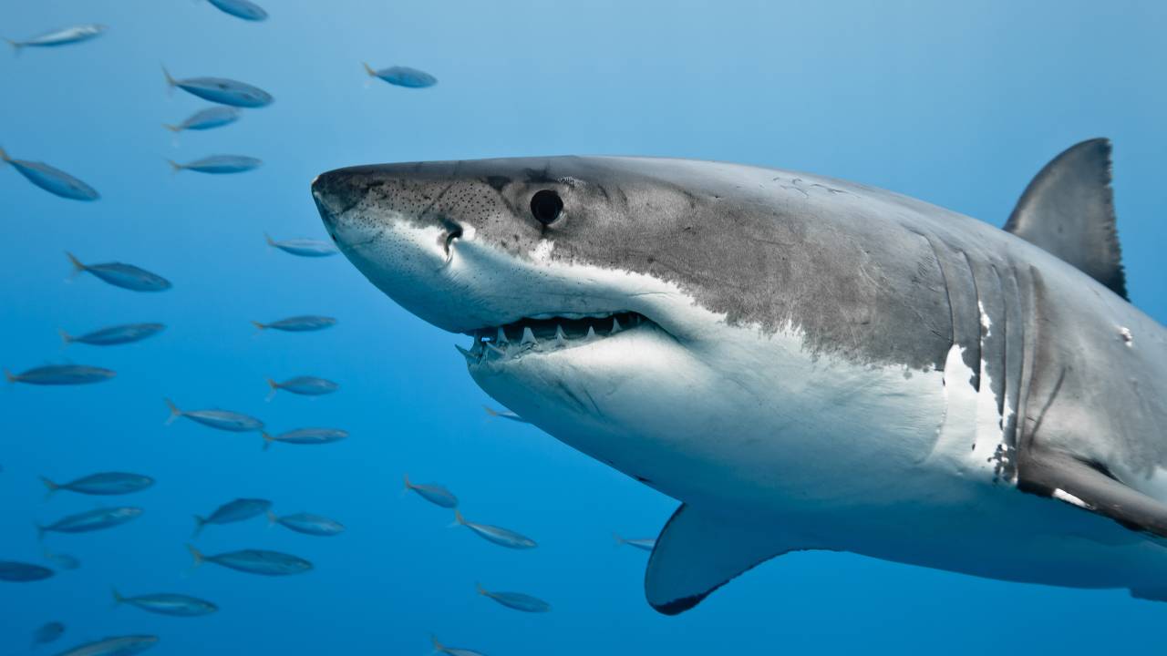 Sonhar com Tubarão – Significado e interpretações