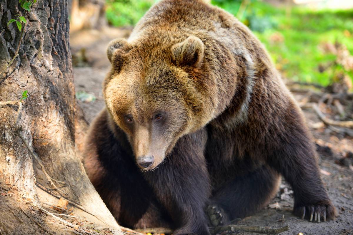 Sonhar com urso Preto, Branco, Polar. O que significa?