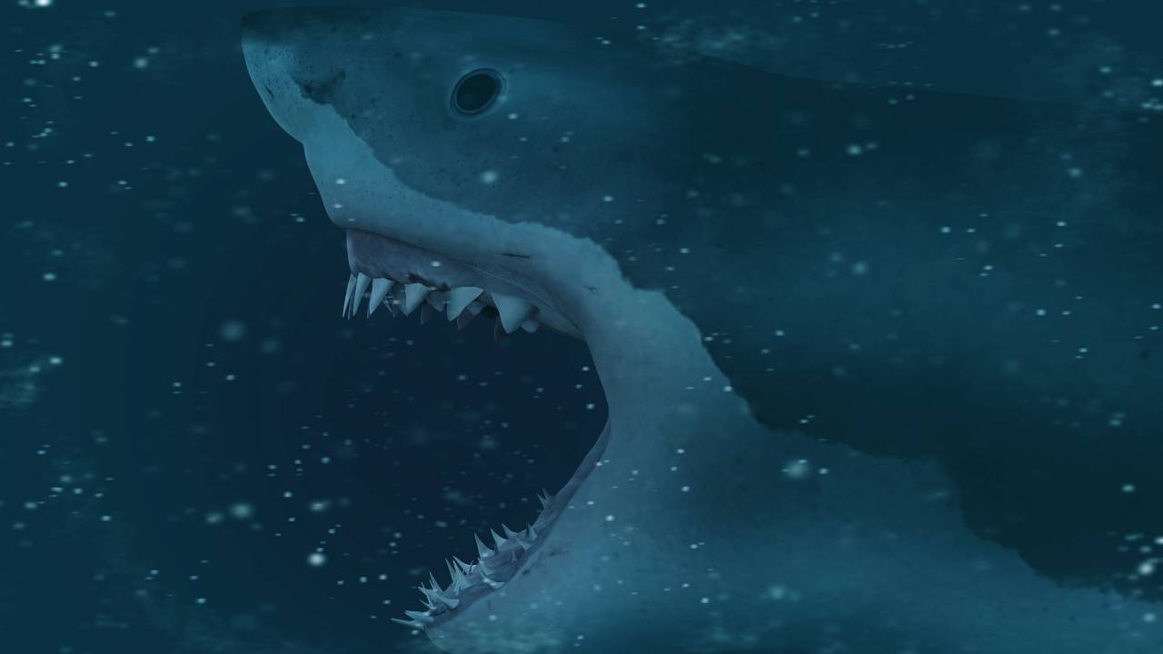 Tubarão atacando alguém/outra pessoa