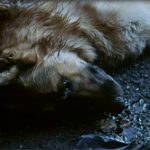 Sonhar com Cachorro Morto ou morte de seu cachorro – O que significa?