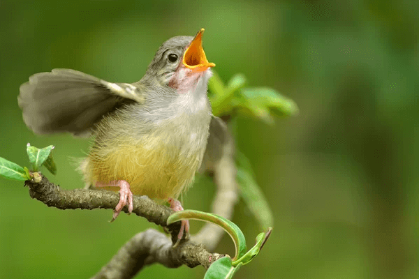 Sonhar com Pássaro Cantando