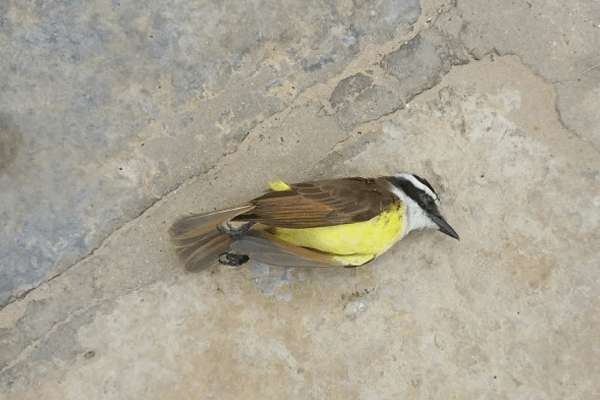 Sonhar com Pássaro morto