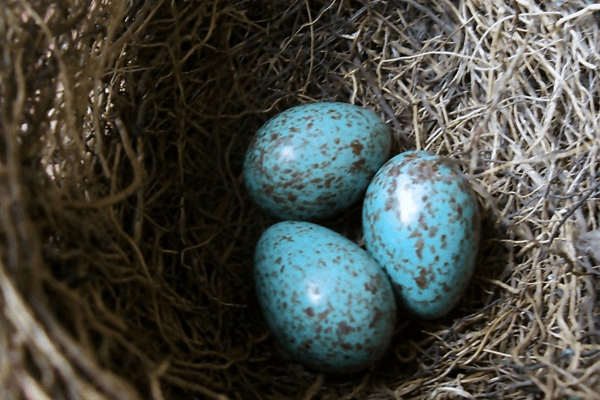 Sonhar com ovos de pássaro