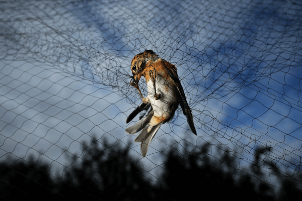 Sonhar com pássaro preso
