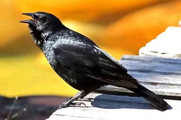 Sonhar com pássaro: o que significa?