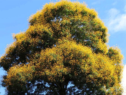 Sonhar com árvore: o que isso quer dizer? Sonhar com árvore: o que isso quer dizer?