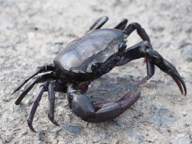 Sonhar com caranguejo: o que significa?