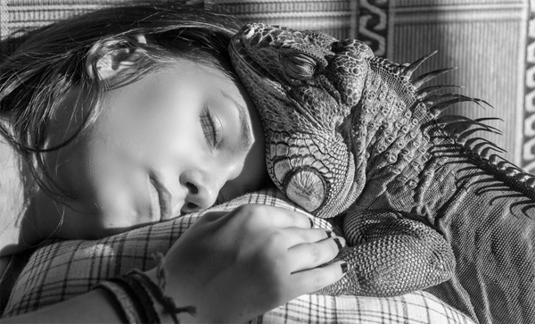 sonhar com lagarto o que quer dizer