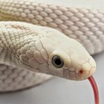 Sonhar com cobra branca – O que significa? Saiba aqui o que quer dizer
