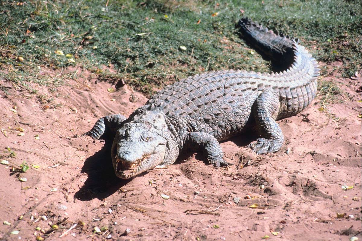 Sonhar com Crocodilo: o que significa?