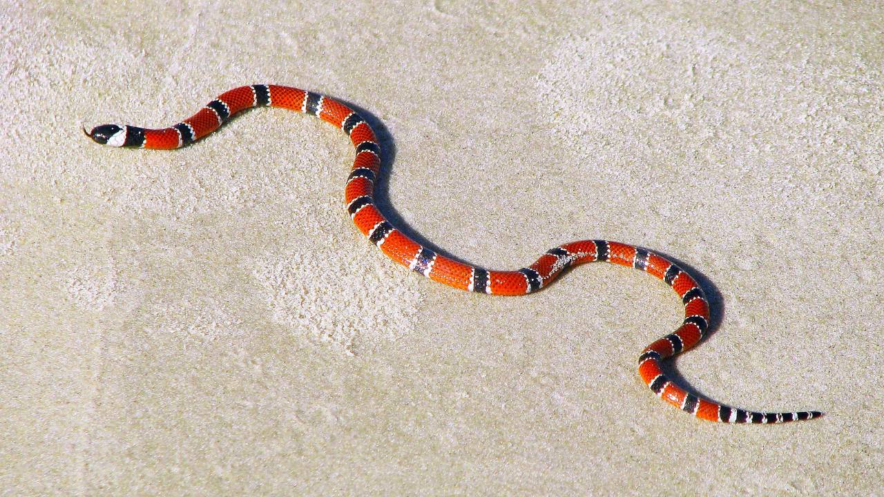 Sonhar com cobra coral fugindo