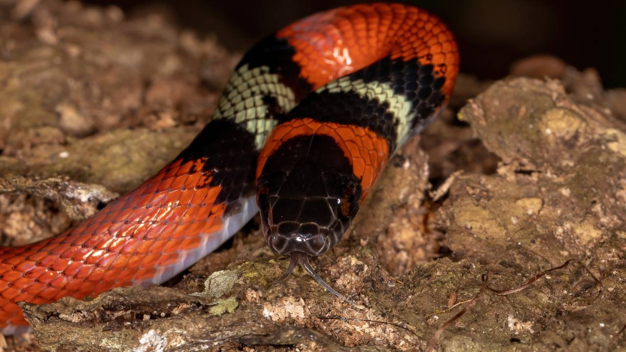 Sonhar com cobra coral picando ou tentando te atacar