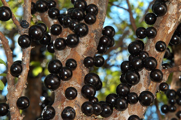 Sonhar com jabuticaba: o que isso significa?
