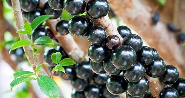 Sonhar com jabuticaba: o que isso significa?