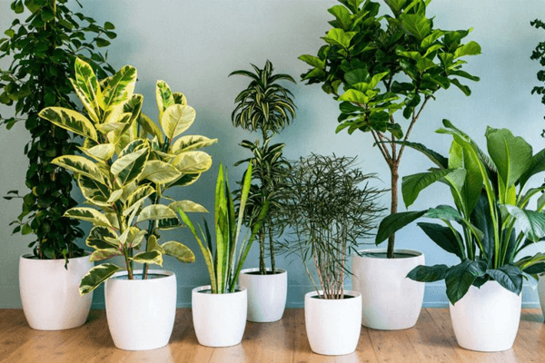 Sonhar com plantas: o que significa? Veja aqui! Sonhar com plantas: o que significa? Veja aqui!