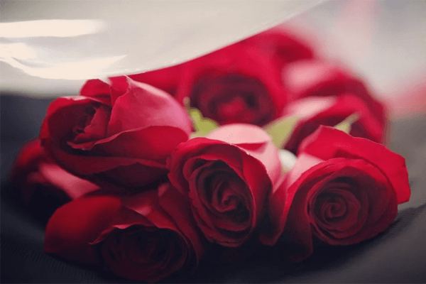 Sonhar com rosas vermelhas: o que isso quer dizer? Sonhar com rosas vermelhas: o que isso quer dizer?