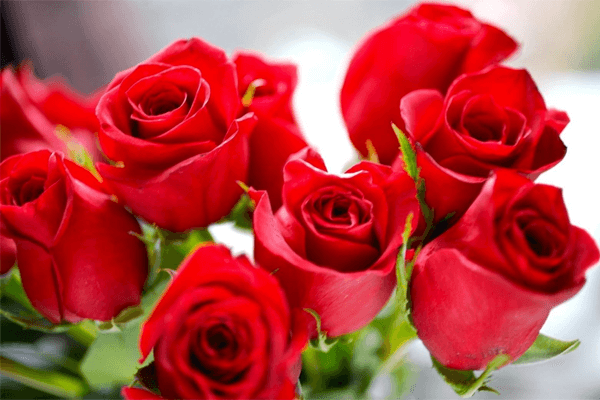 Sonhar com rosas vermelhas: o que isso quer dizer? Sonhar com rosas vermelhas: o que isso quer dizer?