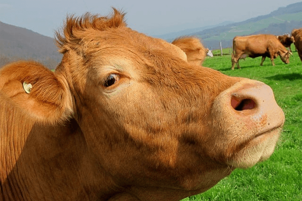 Sonhar com vaca brava: quais são os significados?