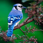 Sonhar com pássaro: o que isso quer dizer? É bom ou ruim?