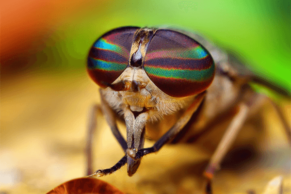 Sonhou com mosca? Veja o significado aqui! Sonhou com mosca? Veja o significado aqui!