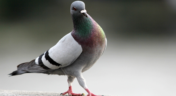 Sonhar com pombo: o que isso quer dizer? Significados aqui! Sonhar com pombo: o que isso quer dizer? Significados aqui!