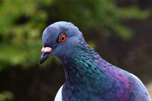 Sonhar com pombo: o que isso quer dizer? Significados aqui! Sonhar com pombo: o que isso quer dizer? Significados aqui!