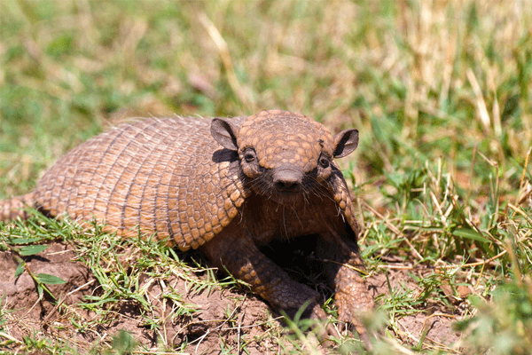 Sonhar com tatu: o que significa? Veja aqui! Sonhar com tatu: o que significa? Veja aqui!