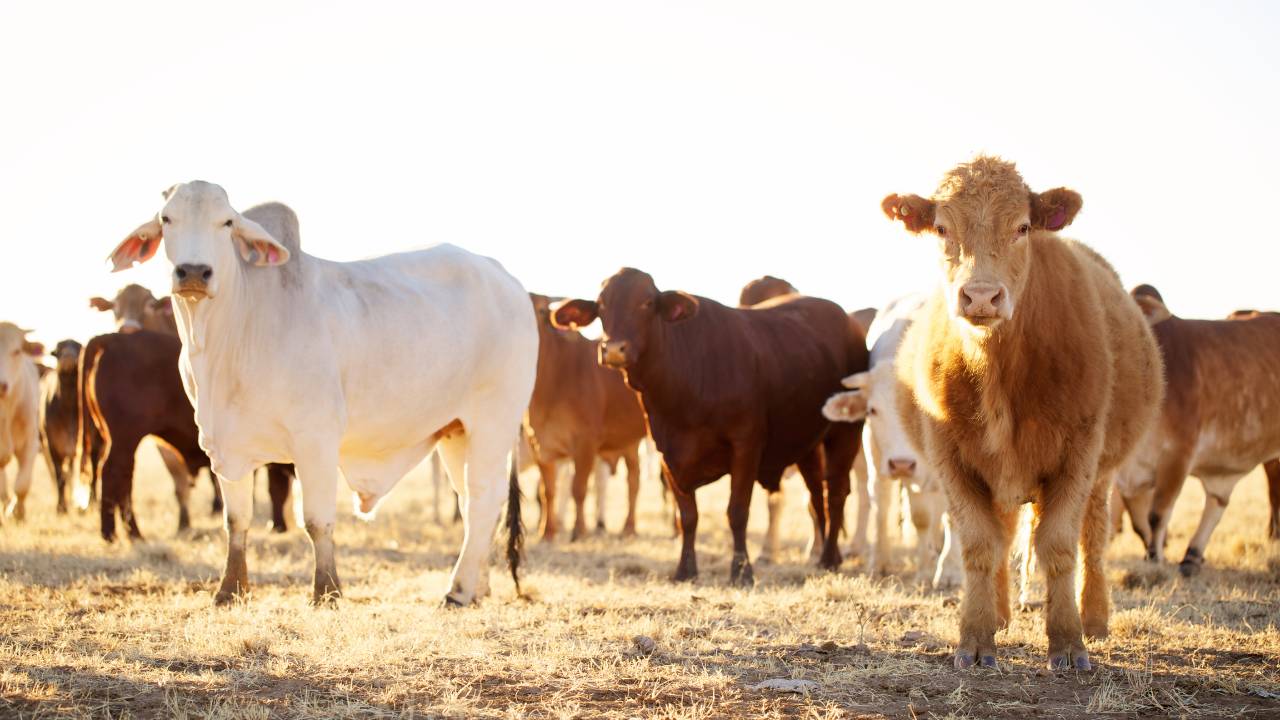 Sonhar com gado: o que isso significa? Veja aqui!