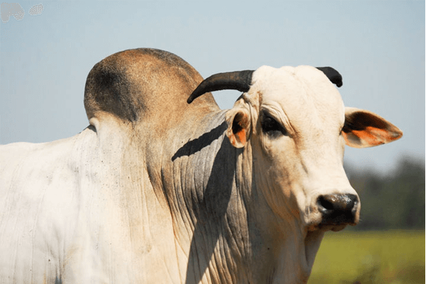 Sonhar com boi bravo: o que isso significa? Sonhar com boi bravo: o que isso significa?