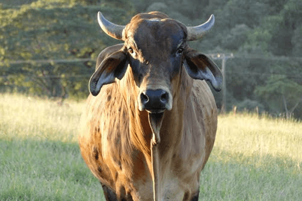 Sonhar com boi bravo: o que isso significa? Sonhar com boi bravo: o que isso significa?