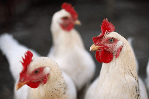 Sonhar com frango: o que isso significa? Veja aqui!