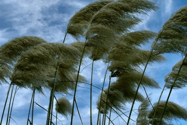 Sonhar com ventania: o que isso significa? Veja aqui!