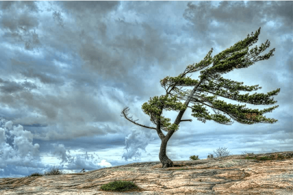 Sonhar com ventania: o que isso significa? Veja aqui!
