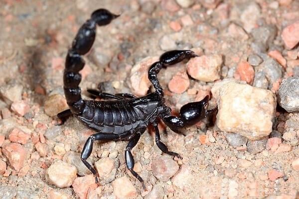 Sonhar com escorpião-preto