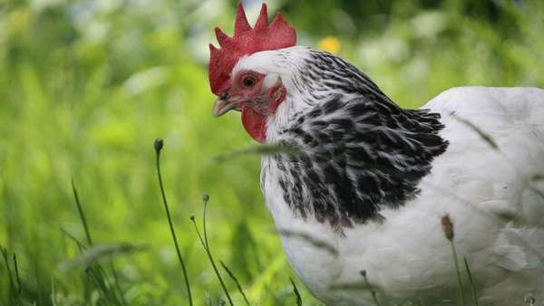 Sonhar com galinha morta