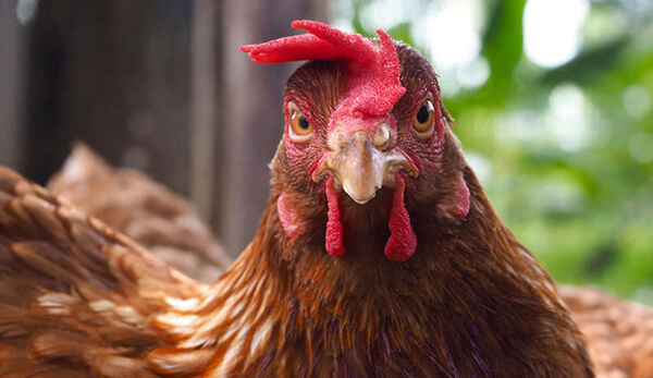 Sonhar com galinha morta