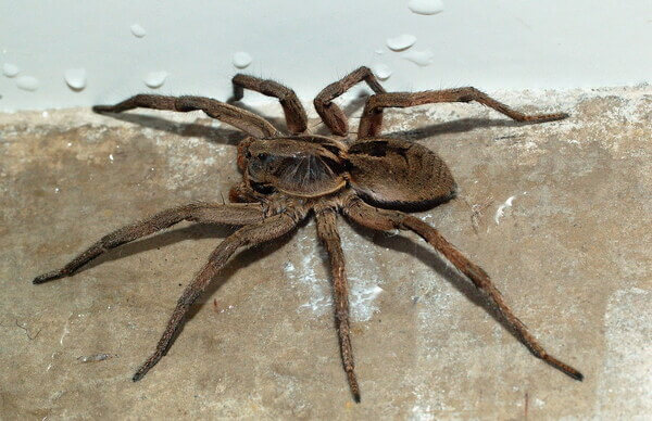 Sonhar com aranha grande