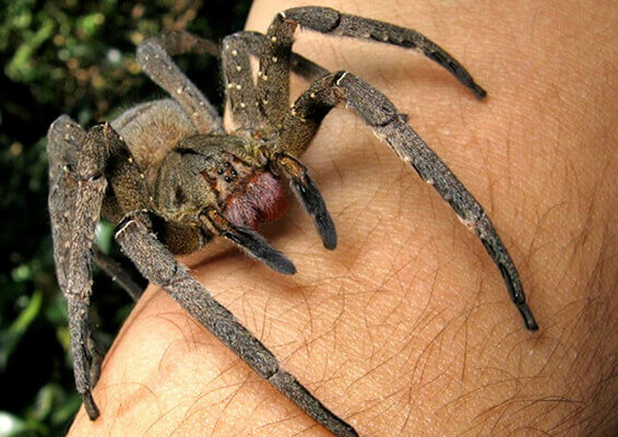 Sonhar com aranha grande