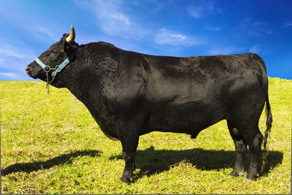 Sonhar com boi preto