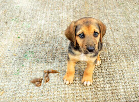 Sonhar com fezes de cachorro