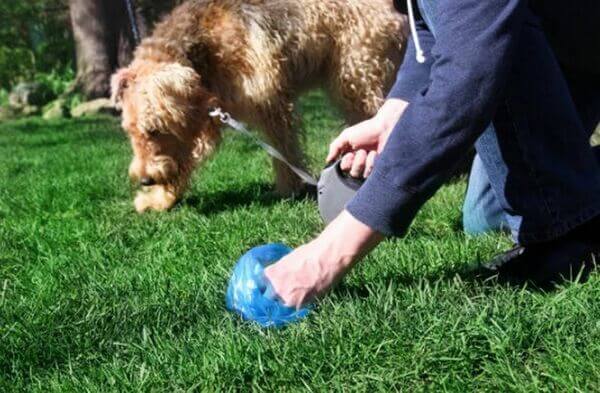 Sonhar com fezes de cachorro