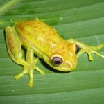 Sonhar com Rã – O que significa? Confira as interpretações, aqui!