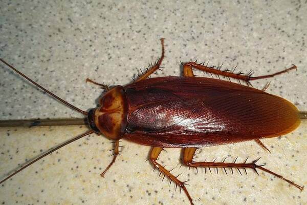 Sonhar com barata voadora