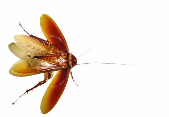 Sonhar com barata voadora