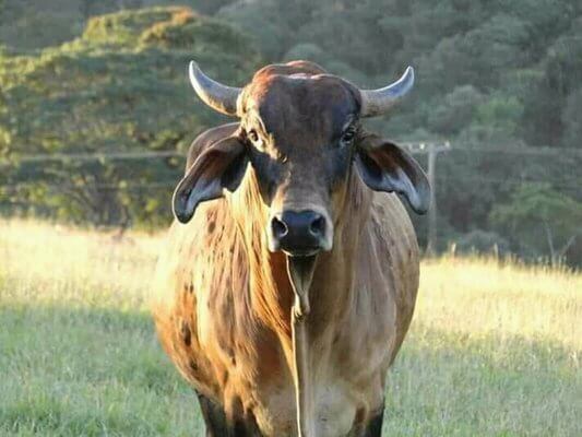 Sonhar com boi bravo